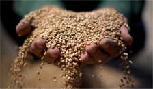 Commodities